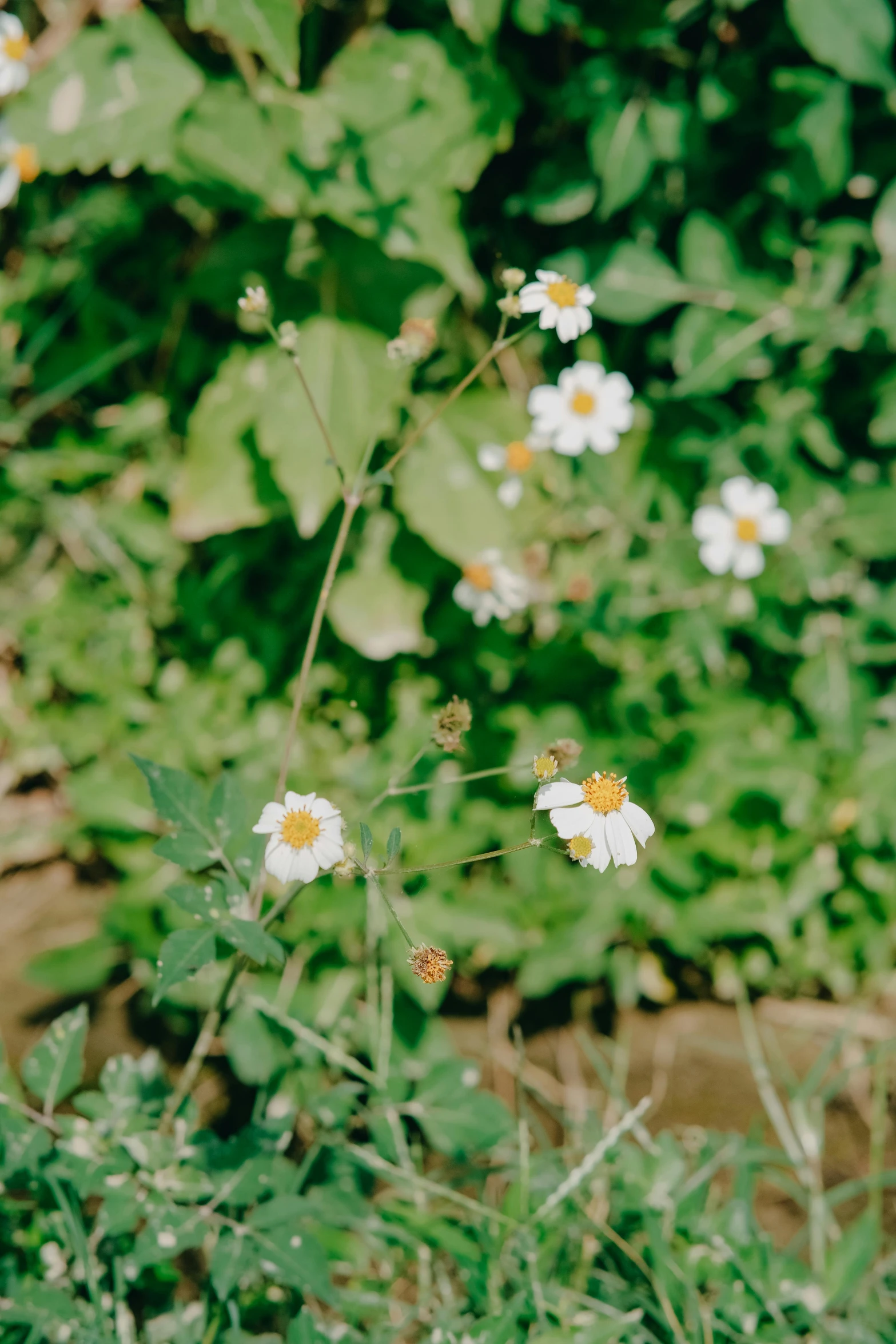 a yellow fire hydrant sitting on top of a lush green field, an album cover, unsplash, white flower, vsco film grain, miniature cosmos, patchy flowers