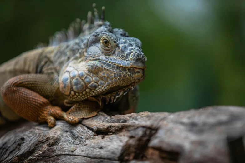 a close up of a lizard on a tree branch, a portrait, by Adam Marczyński, pexels contest winner, sumatraism, sitting on a log, dragon scales in hair, 🦩🪐🐞👩🏻🦳, australian