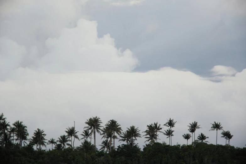 a group of palm trees sitting on top of a lush green hillside, a picture, sumatraism, cloudy dark sky, shoreline, clouds visible, grey sky