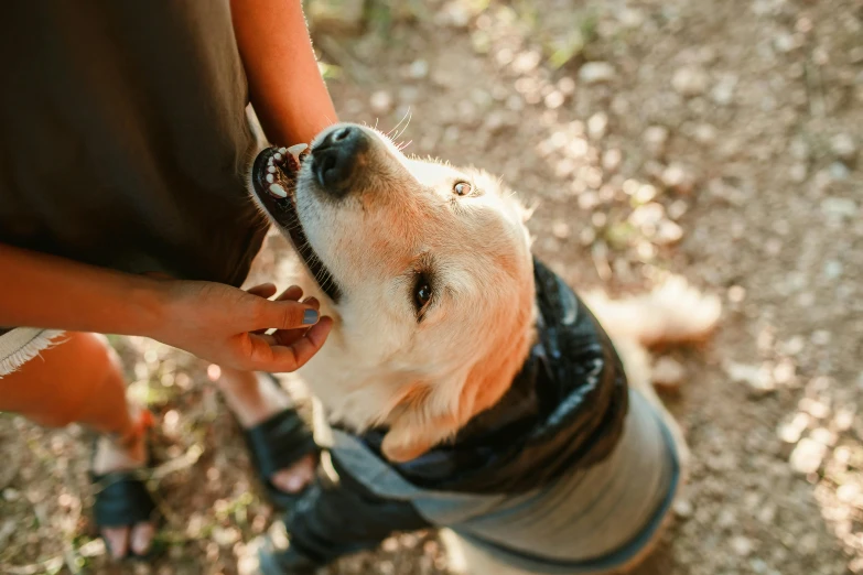 a close up of a person petting a dog, trending on pexels, renaissance, picnic, thumbnail, australian, warm shading