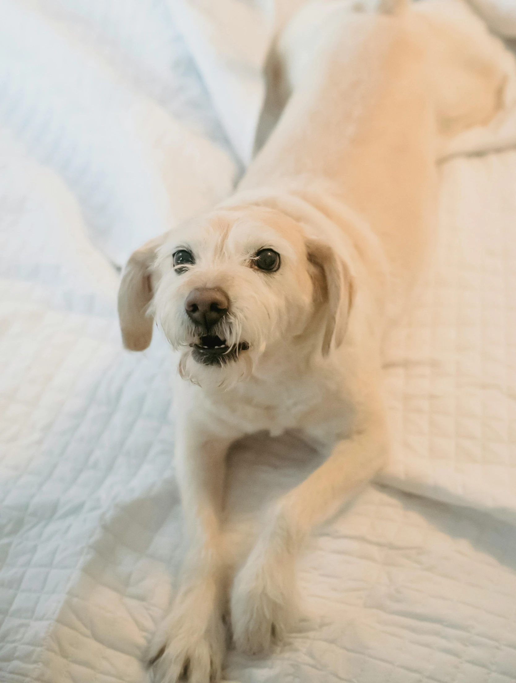 a white dog laying on top of a bed, chewing, vanilla, shot with sony alpha 1 camera, winking