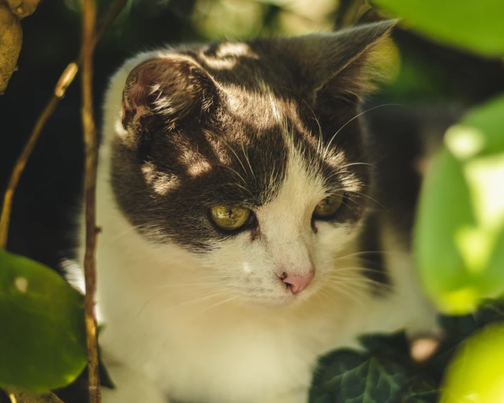 a black and white cat sitting in a tree, unsplash, photorealism, lush green, in sunny weather, high angle close up shot, instagram post