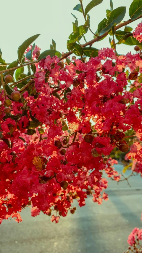 a bunch of red flowers hanging from a tree, inspired by Barbara Nasmyth, unsplash, arabesque, vibrant pink, colourful close up shot, coral red, uncropped