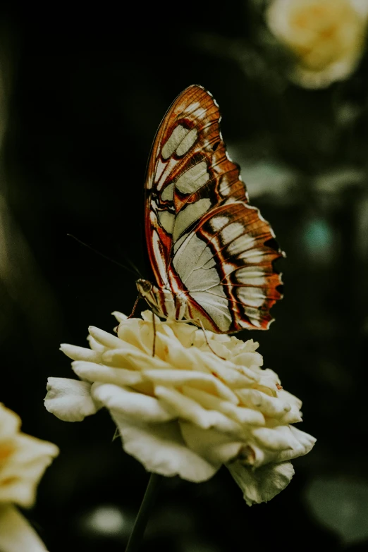 a butterfly sitting on top of a white flower, slide show, multiple stories, stacked image, nature aesthetics