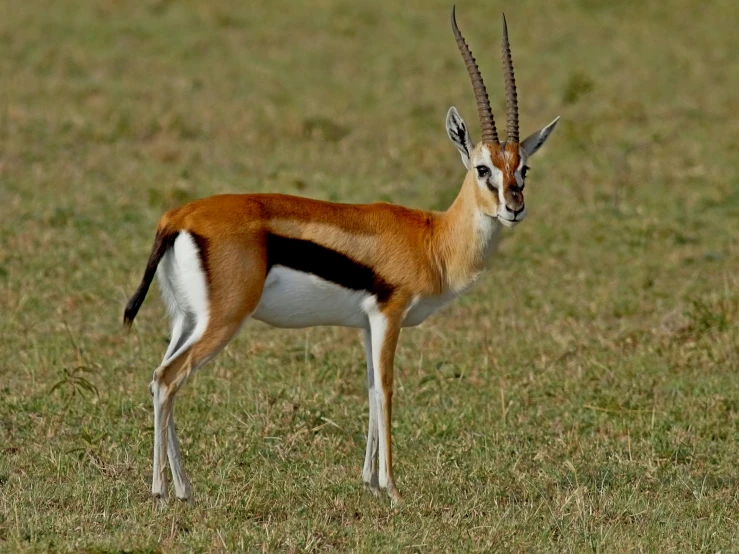 a gazelle standing on top of a grass covered field, trending on pixabay, rasquache, very handsome, various posed, very kenyan, taken in the early 2020s