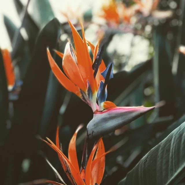 a close up of a flower on a plant, a colorized photo, pexels contest winner, hurufiyya, tropical birds, orange blooming flowers garden, taken in the early 1990s, tropical leaves