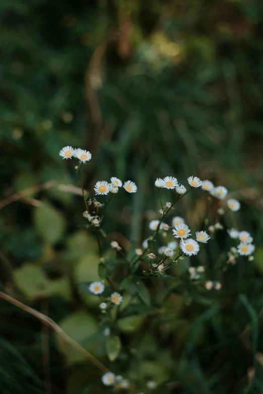a bunch of white flowers sitting on top of a lush green field, inspired by Elsa Bleda, trending on unsplash, overcast! cinematic focus, ari aster, made of wildflowers, small