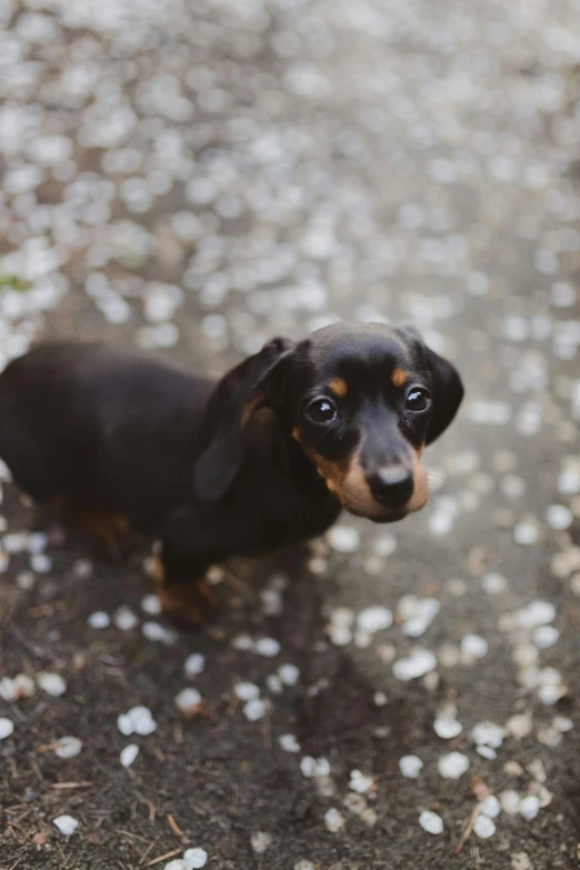 a dog that is standing in the dirt, a portrait, by Julia Pishtar, unsplash, portrait of a dachshund, 35mm of a very cute, black, portrait of a small