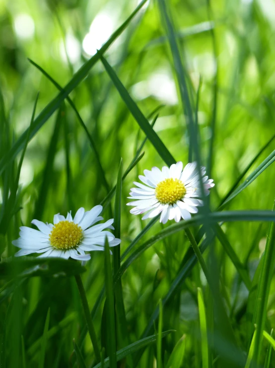a couple of white flowers sitting on top of a lush green field, in the grass