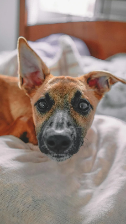 a brown dog laying on top of a bed, a pastel, inspired by Elke Vogelsang, pexels contest winner, photorealism, it has a piercing gaze, boxer, high angle close up shot, low quality photo