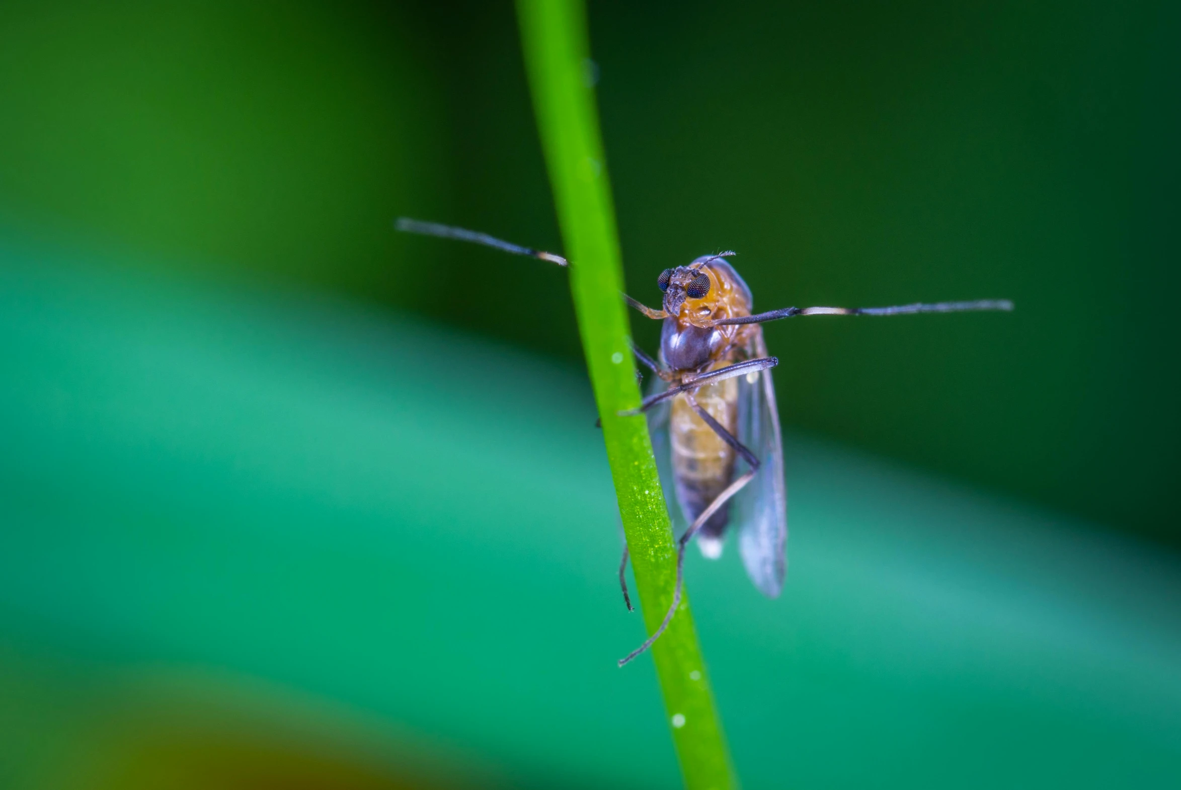 a close up of a small insect on a blade of grass, a macro photograph, by Jan Rustem, unsplash, firefly, various posed, a colorful, male aeromorph