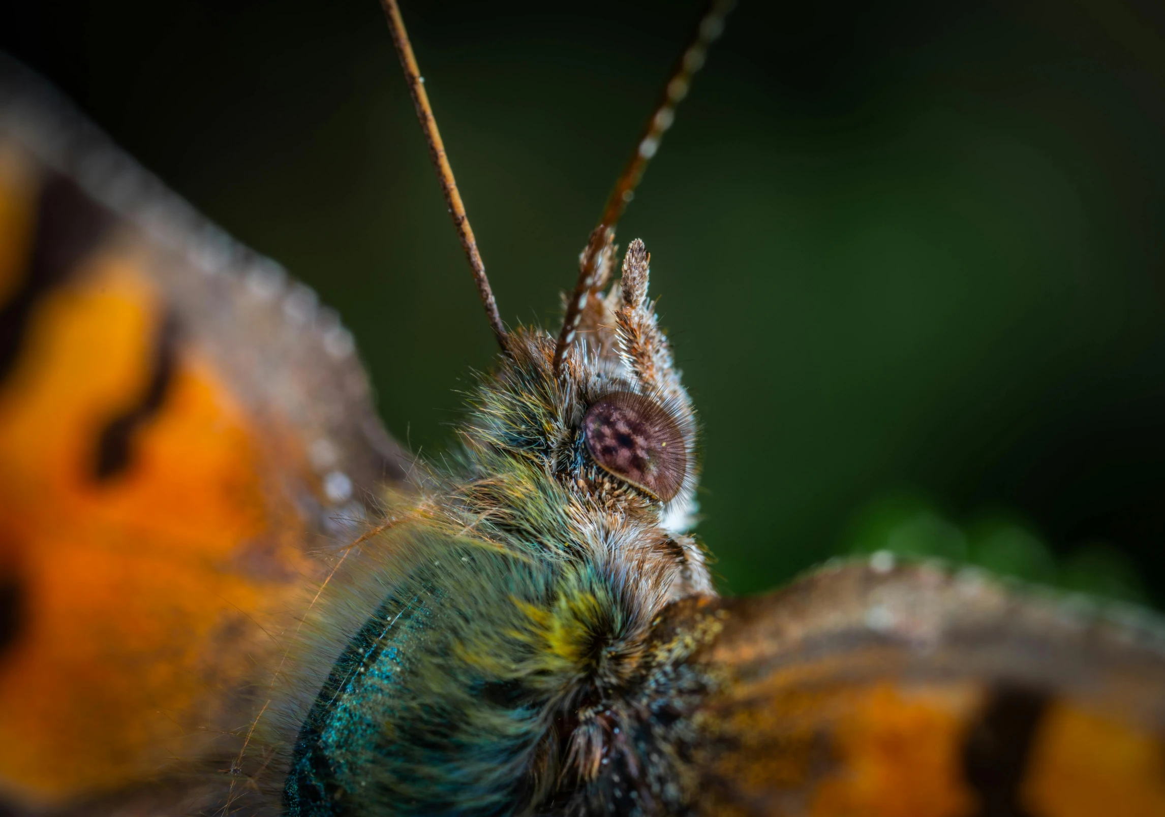 a close up of a butterfly on a leaf, a macro photograph, by Thomas Häfner, pexels contest winner, orange and teal color, close up shot a rugged, macro furry, neck zoomed in