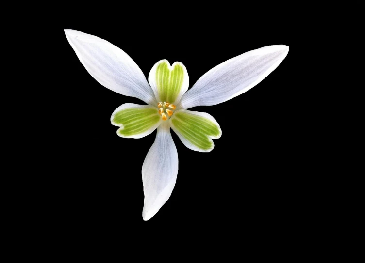 a close up of a flower on a black background, by Peter Scott, hurufiyya, with a white background, michilin star, green and white, scandinavian