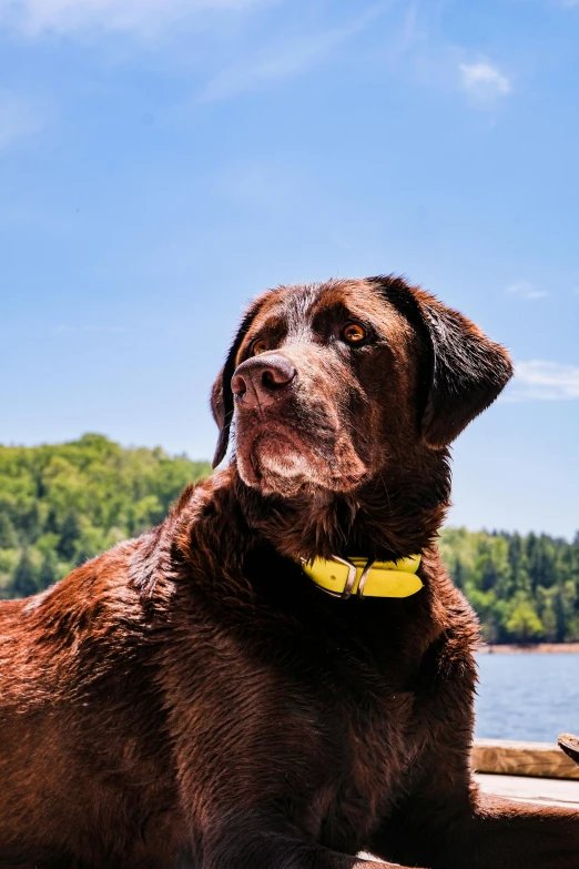 a brown dog sitting on top of a wooden boat, yellow, head shot, a photo of a lake on a sunny day, labrador