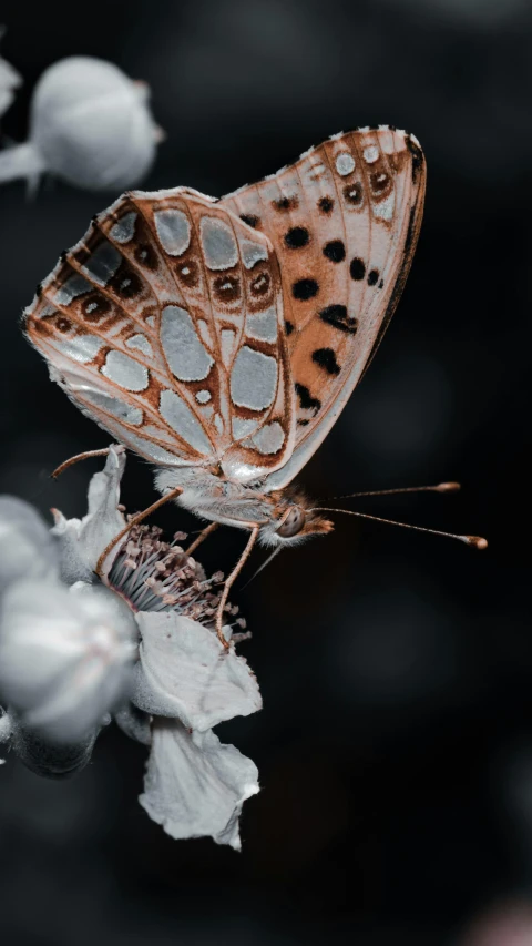 a close up of a butterfly on a flower, a macro photograph, by Matija Jama, hurufiyya, high contrast 8k, spotted, high-angle, unsplash 4k