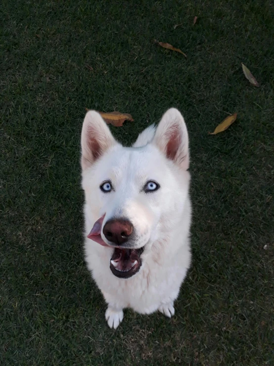 a white dog sitting on top of a lush green field, reddit, blue symmetric eyes 24yo, photo of wolf, low quality photo, derp