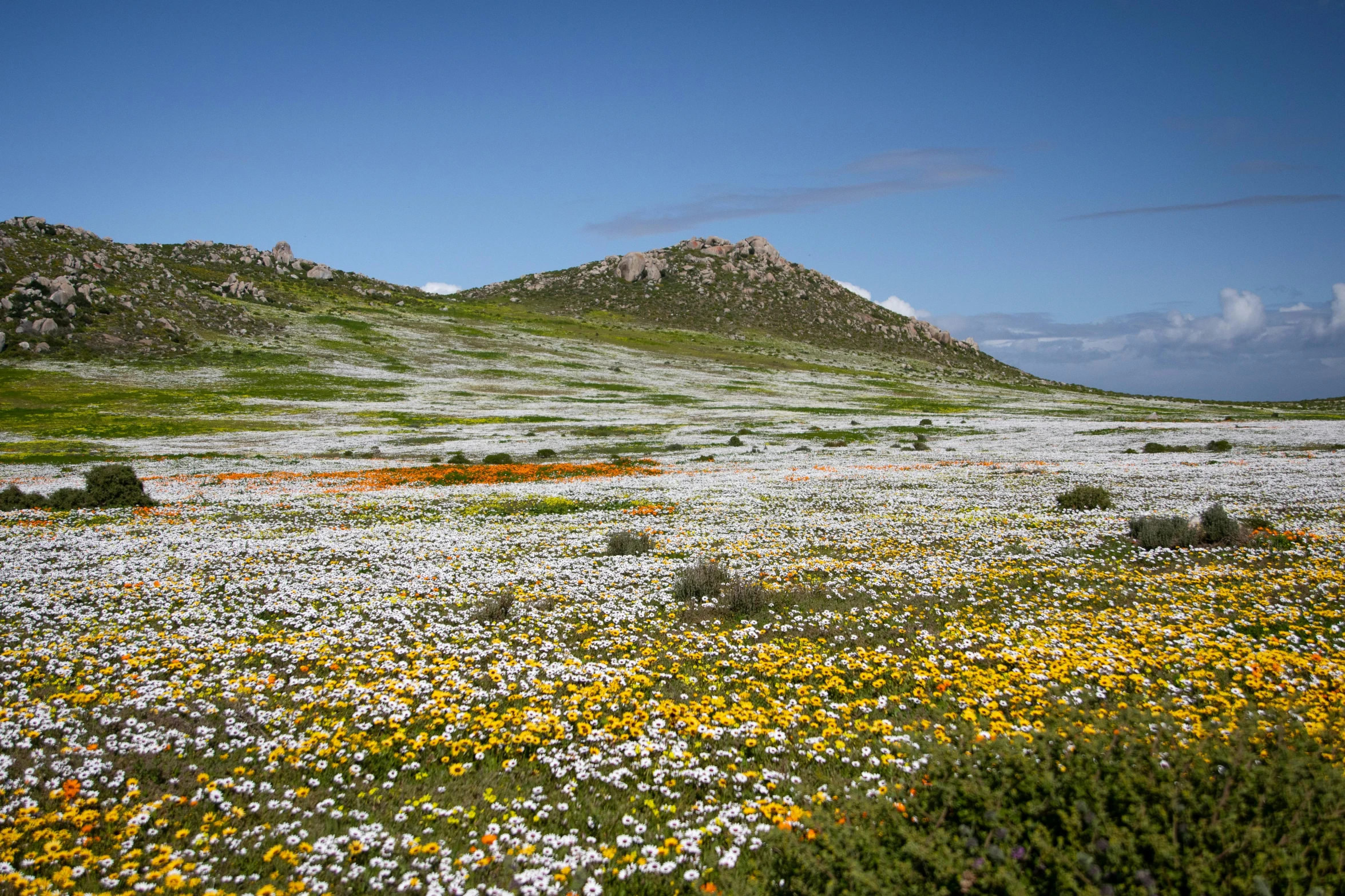 a field of flowers with a mountain in the background, by Hubert van Ravesteyn, unsplash contest winner, land art, south african coast, 2 5 6 x 2 5 6 pixels, patchy flowers, salt dunes