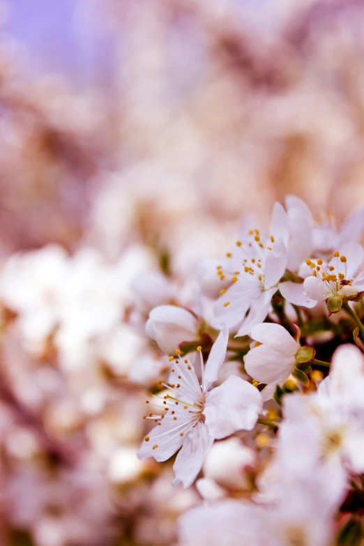 a bunch of white flowers on a tree, a macro photograph, inspired by Edwin Dickinson, trending on unsplash, soft light 4 k in pink, cherry explosion, detailed medium format photo, soft light - n 9