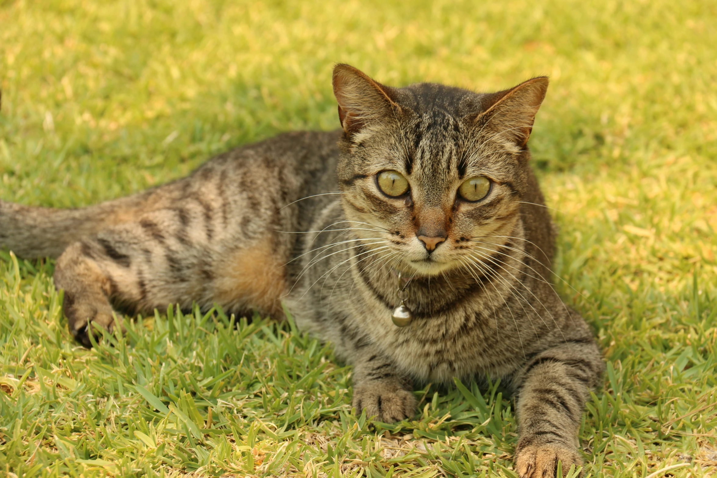 a cat that is laying down in the grass, avatar image, getty images, sitting on green grass, warm shading