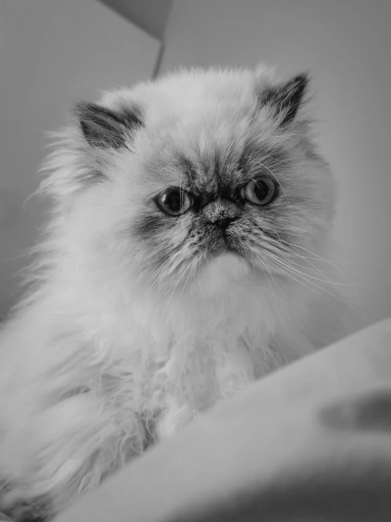 a black and white photo of a fluffy cat, by Kristian Kreković, unsplash, pop art, grumpy [ old ], persian princess, !!!! cat!!!!, just a cute little thing