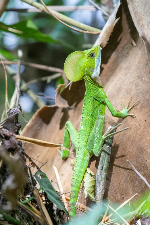 a green lizard sitting on top of a tree branch, vines along the jungle floor, large antennae, slide show, sheltering under a leaf