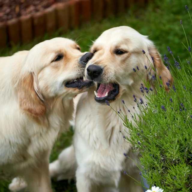 a couple of dogs standing on top of a lush green field, a portrait, shutterstock, licking tongue, golden retriever, in garden, bisley