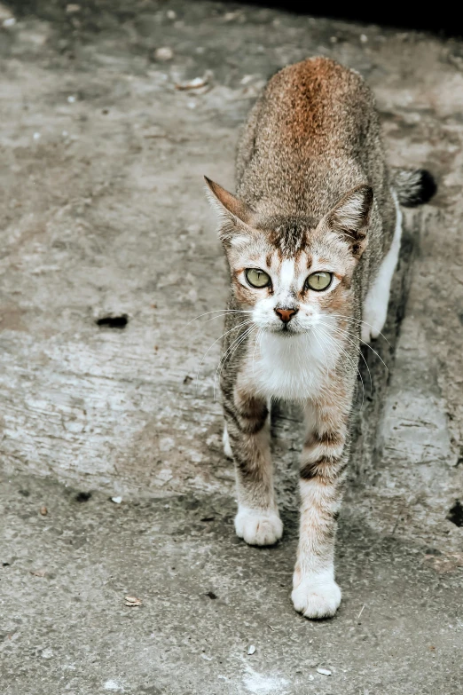 a close up of a cat walking on a cement surface, looking towards the camera, 2019 trending photo, madagascar, warrior cats