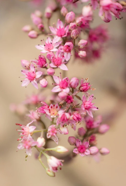 a close up of a bunch of pink flowers, by Gwen Barnard, sweet acacia trees, paul barson, earthy, small crown