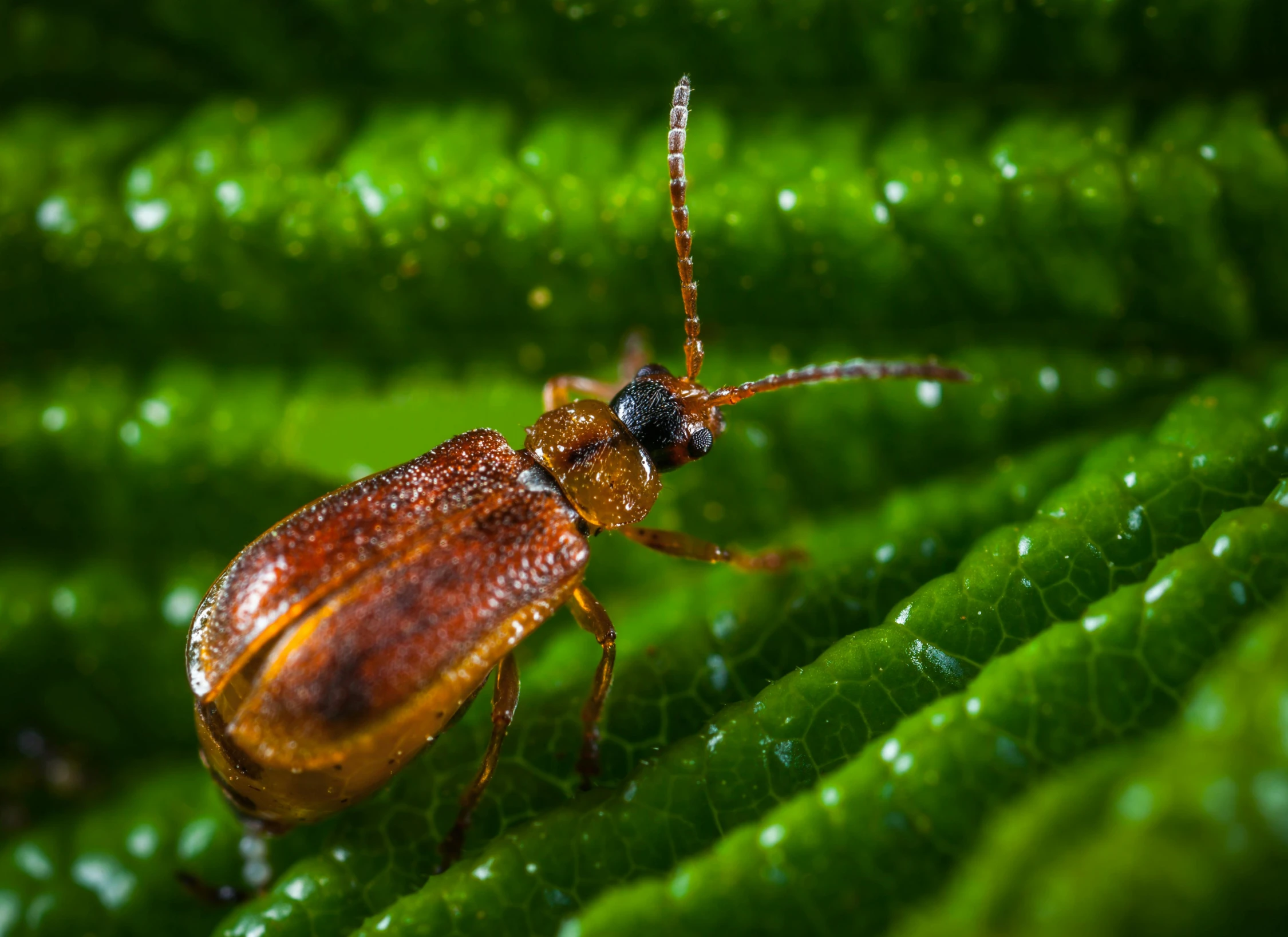 a bug sitting on top of a green leaf, by Andries Stock, pexels contest winner, hurufiyya, rust, thumbnail, detailed photograph high quality, protophyta