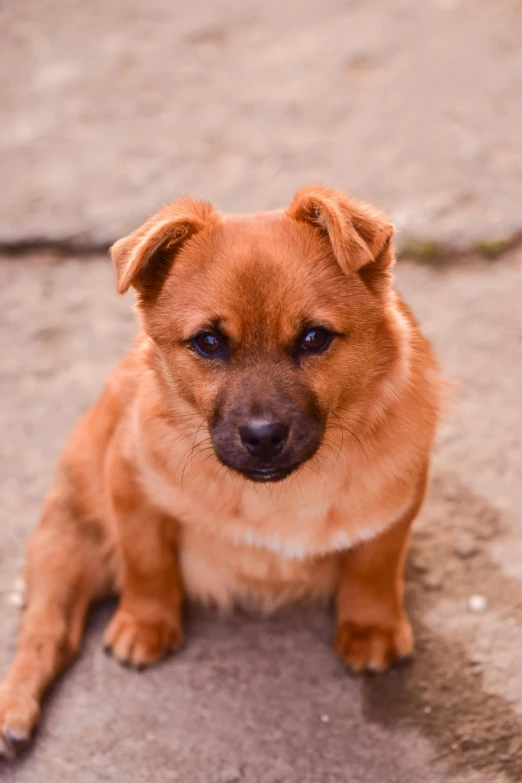 a small brown dog sitting on top of a cement floor, by Julia Pishtar, mongolia, shibu inu, very pretty face, commercially ready