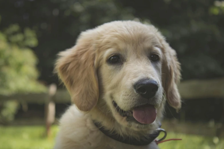 a dog that is sitting in the grass, slightly golden, up close, young male, shot with sony alpha 1 camera