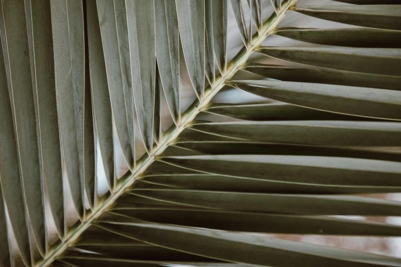 a close up of a leaf of a palm tree, inspired by Elsa Bleda, pexels contest winner, grey, panels, brown, curved