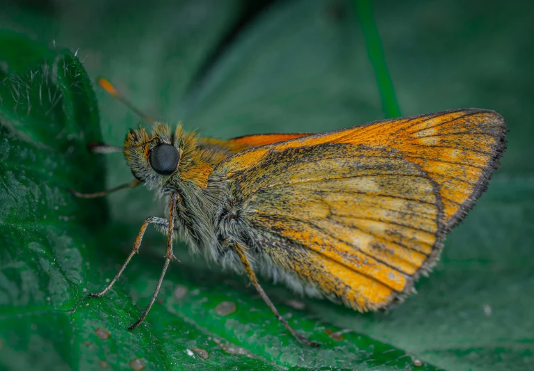 a close up of a butterfly on a leaf, a macro photograph, by Adam Marczyński, hurufiyya, orange fluffy belly, thumbnail, adult, old male