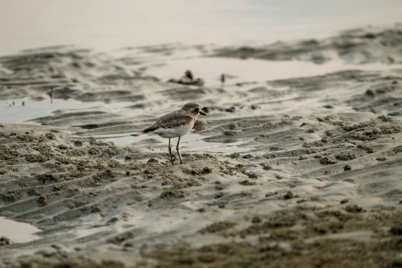 a small bird standing on top of a sandy beach, wet mud, some glints and specs, fan favorite, uncropped