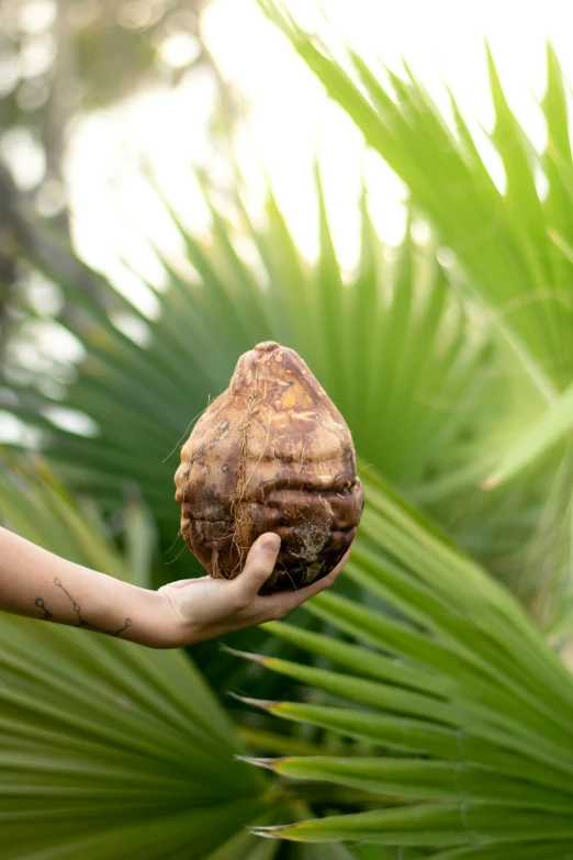 a woman holding a coconut in her hand, an album cover, by Elizabeth Durack, unsplash, hurufiyya, natural botanical gardens, turtle shell, made of glazed, large tall