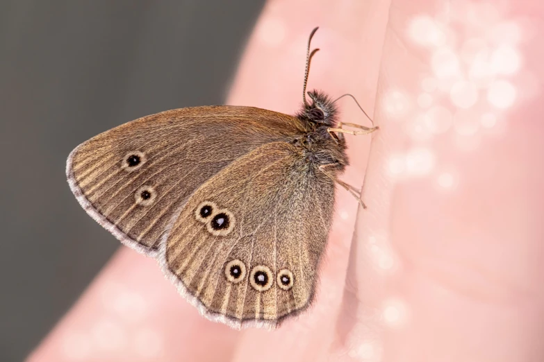 a close up of a butterfly on a person's finger, a macro photograph, by Georgina Hunt, ringlet, young female, brown, hyperdetailed