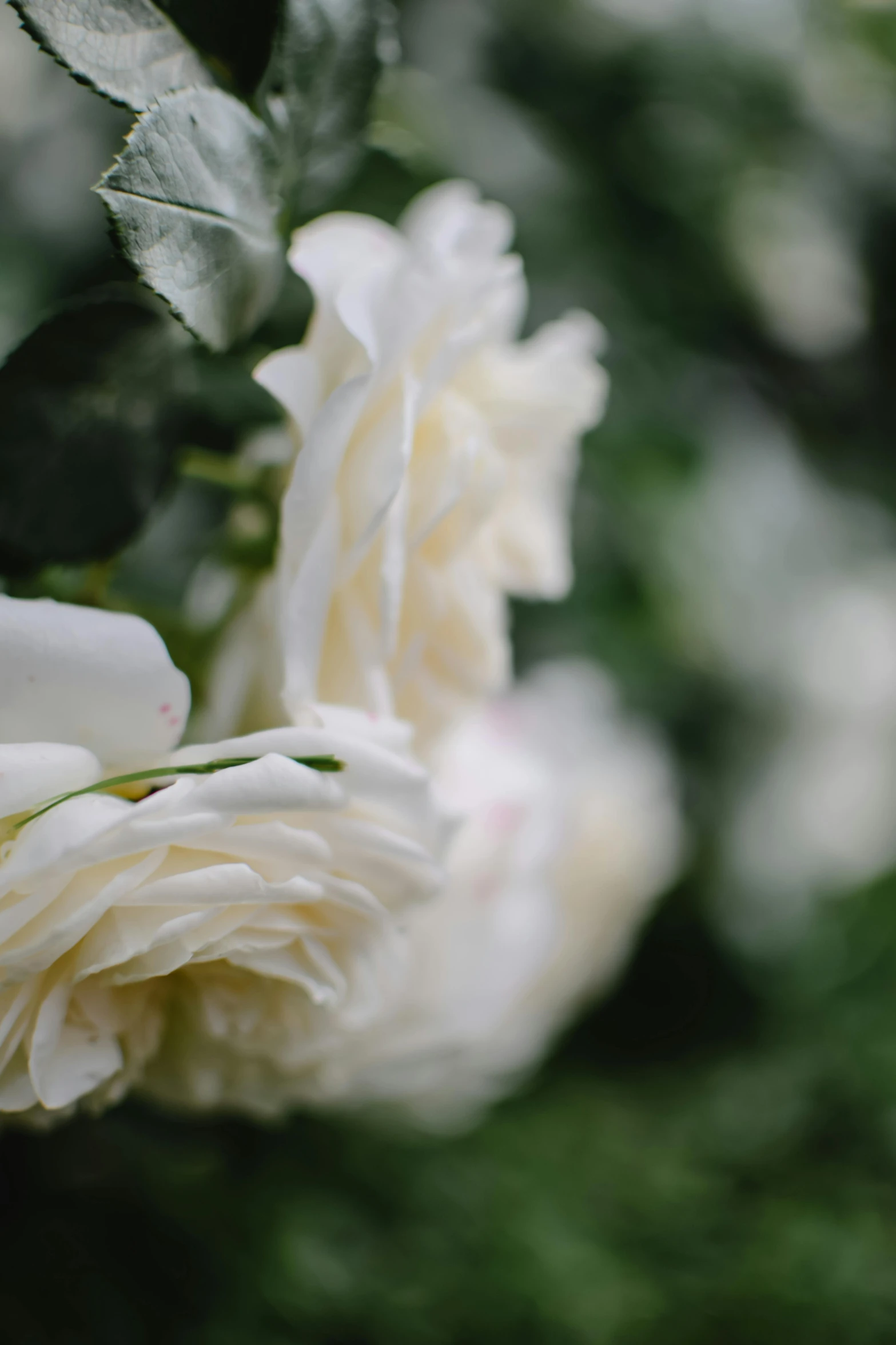 a close up of a bunch of white roses, unsplash, amongst foliage, in profile, porcelain skin ”, gardens
