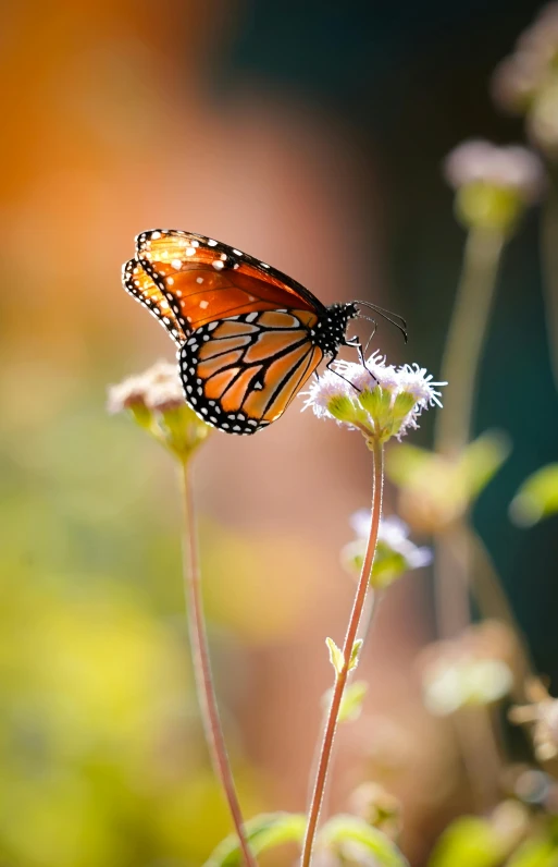 a close up of a butterfly on a flower, by Jim Nelson, unsplash, beautiful natural backlight, high quality photo, upright, monarch butterflies