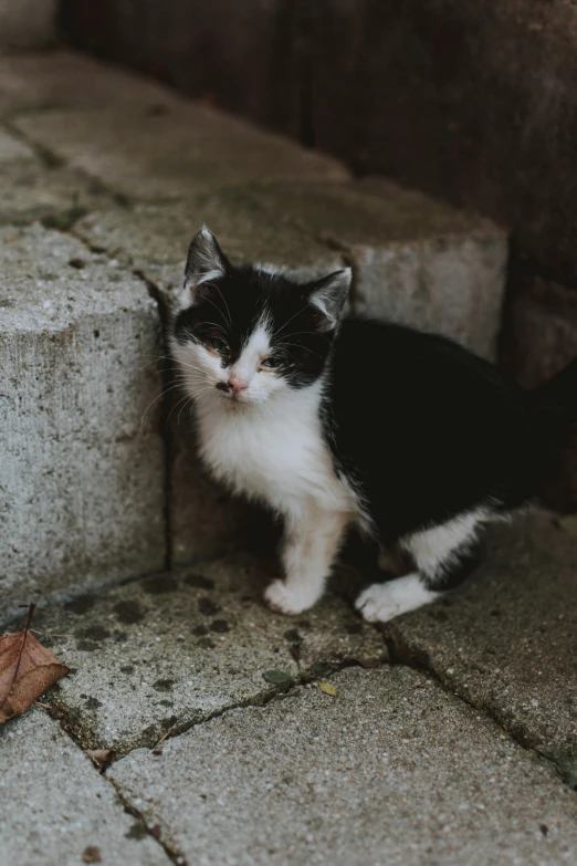 a black and white cat sitting on some steps, unsplash, cute kittens, slightly pixelated, ilustration, in a square