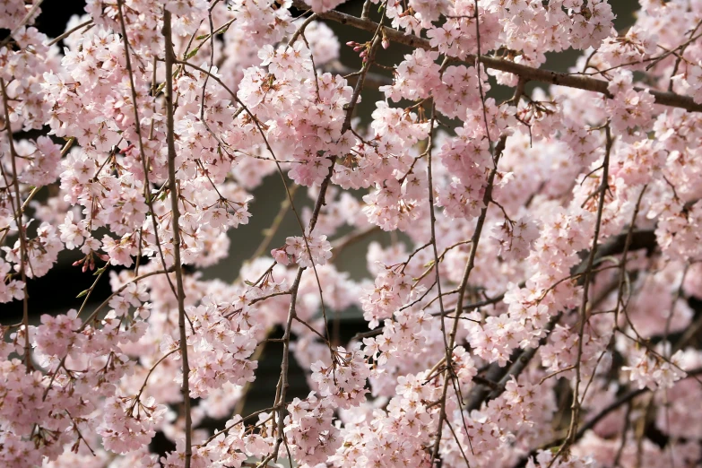 a bunch of pink flowers on a tree, sōsaku hanga, photograph credit: ap, promo image, lush sakura, brown