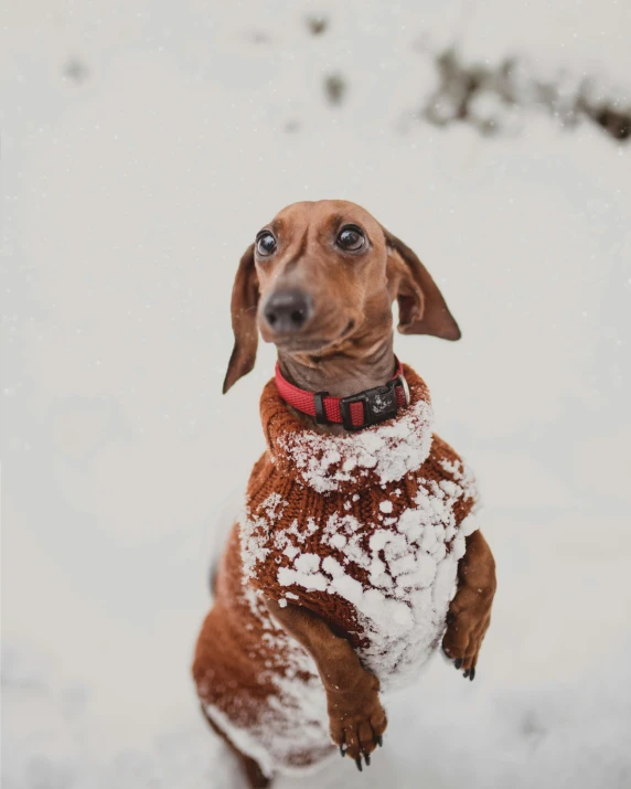 a brown dog standing on its hind legs in the snow, an album cover, pexels contest winner, weenie, gif, attractive photo, covered in white flour