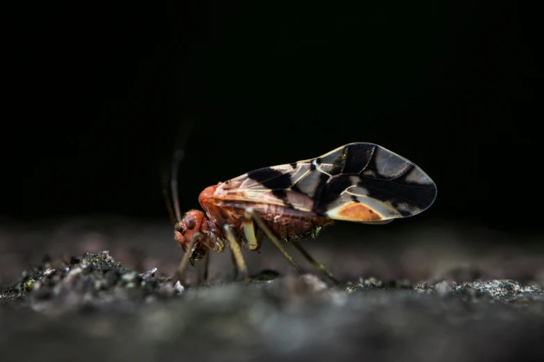 a close up of a bug on the ground, a macro photograph, pexels contest winner, photorealism, in front of a black background, male aeromorph, spotted ultra realistic, a brightly coloured