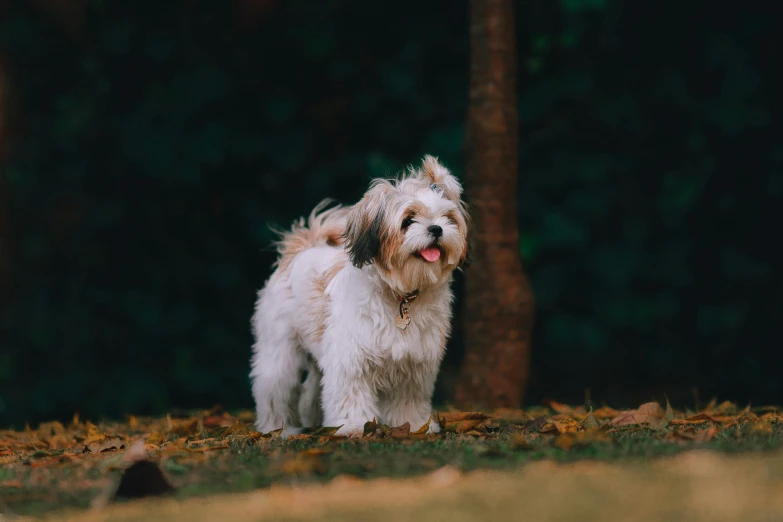 a small white dog standing on top of a lush green field, pexels contest winner, baroque, shih tzu, enjoying a stroll in the forest, [ cinematic, sitting on a leaf