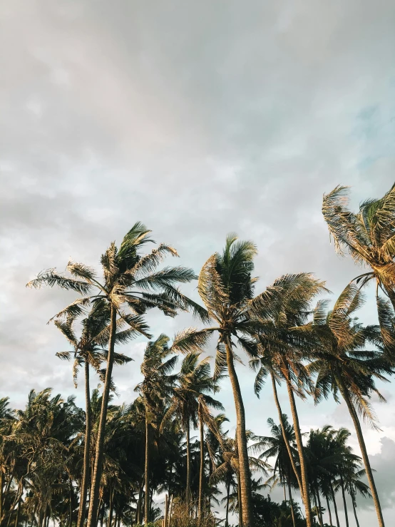 a group of palm trees sitting on top of a lush green field, by Robbie Trevino, unsplash contest winner, standing on a beach in boracay, tall trees, golden hour closeup photo, instagram story