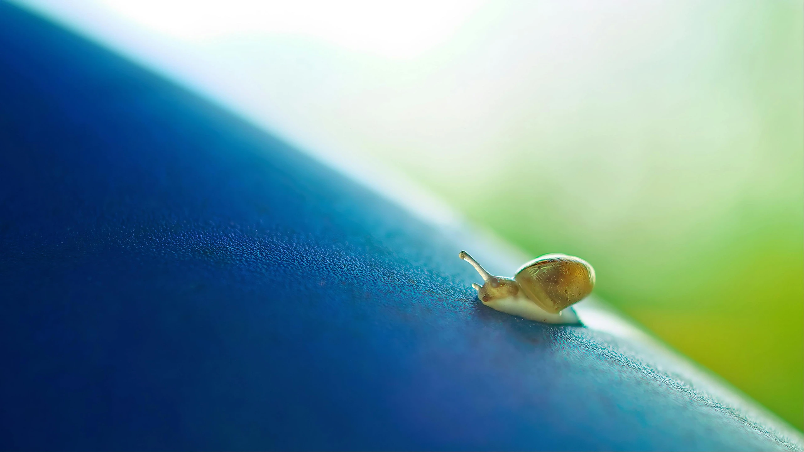 a snail sitting on top of a blue surface, a macro photograph, by Jan Rustem, highway, blue blurred, 2022 photograph, smooth tiny details