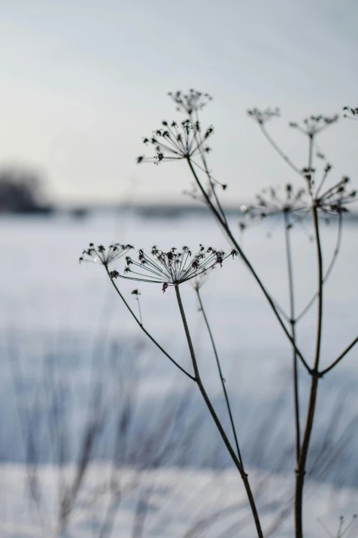 a close up of a plant in the snow, by Jan Tengnagel, unsplash, land art, silhouettes in field behind, near a lake, wild flowers, on grey background