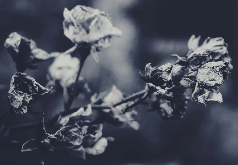 a black and white photo of a dead rose, unsplash, blueish tones, patchy flowers, instagram photo, lo-fi