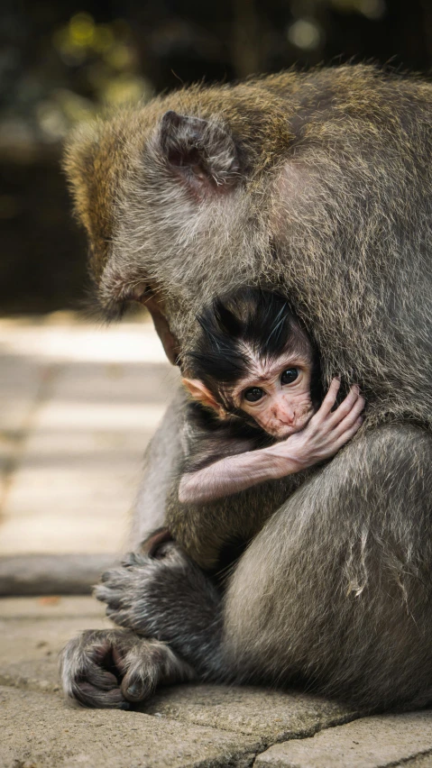 a couple of monkeys sitting next to each other, by Basuki Abdullah, pexels contest winner, sumatraism, hatched ear, square, getty images proshot, hugging