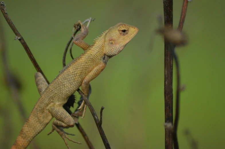 a lizard sitting on top of a tree branch, an album cover, by Peter Churcher, pexels contest winner, renaissance, large horned tail, sri lanka, a small, male and female