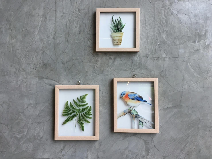 three framed pictures of birds and plants hanging on a wall, by Tan Ting-pho, temporary art, papercraft, with clear glass, one person in frame, wall ]